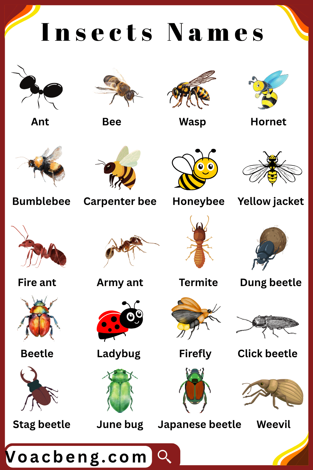 Common Names of Insects and Pictures