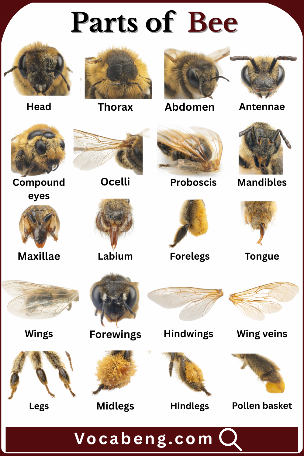 Common Parts of Bee with their Names and Pictures