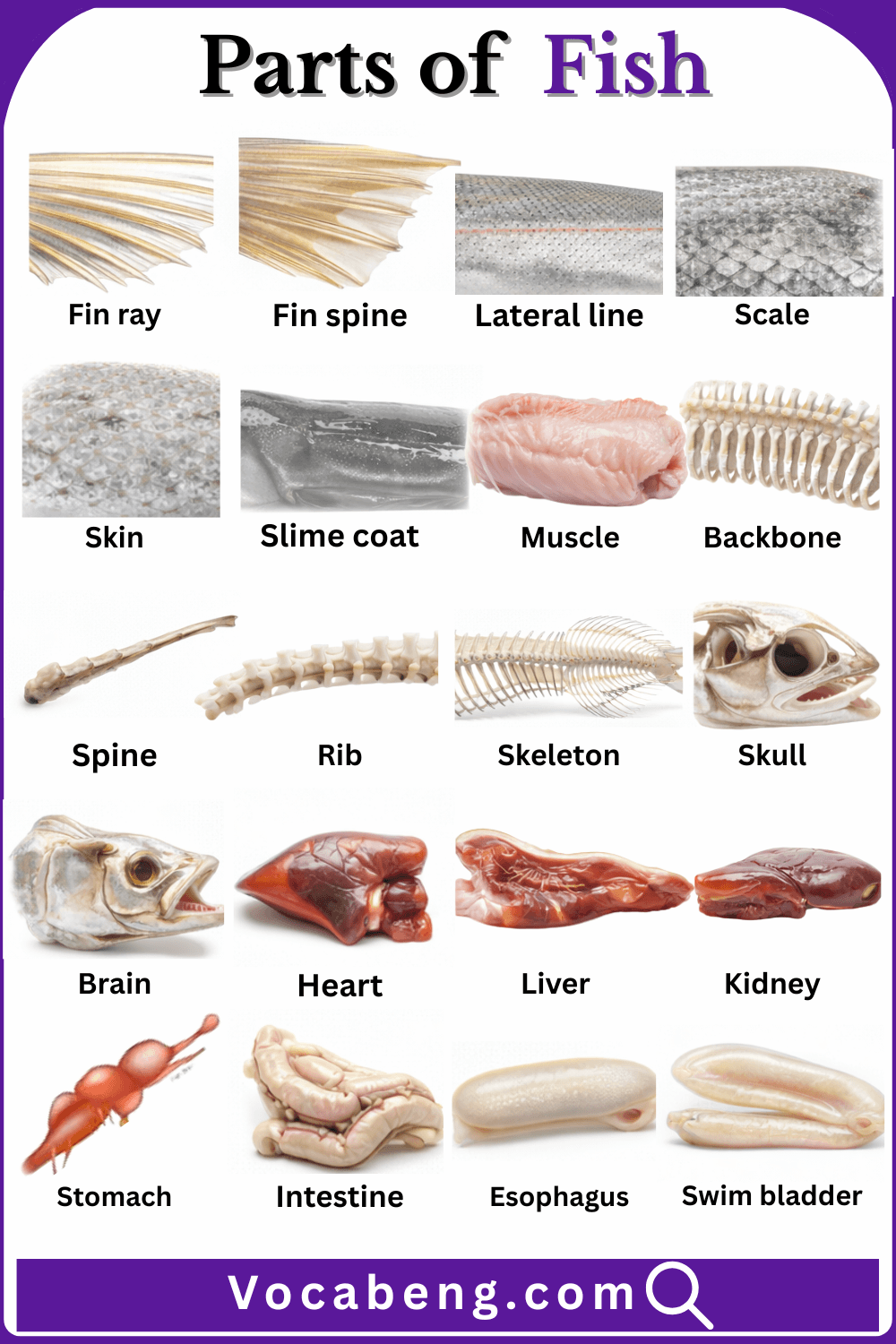 Common Parts of Fish with their Names and Pictures