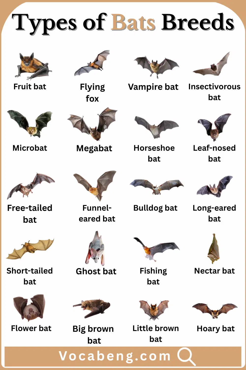 Common Types of Bats Breeds with their Names and images