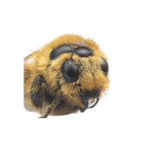 Compound eyes | Parts of Bee