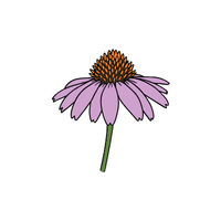 Coneflower