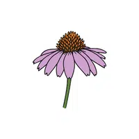 Coneflower