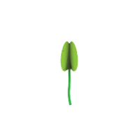 Connective | Parts of Flowers with Names