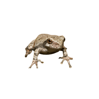 Cope’s Gray Tree Frog | Types of Frogs with Names