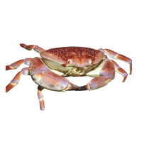 Coral Crab | Types of Crabs with Names in English