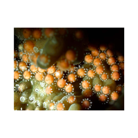 Coral egg | Types of Eggs with Names in English