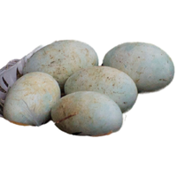 Cormorant egg