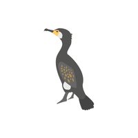 Cormorant | Water Birds Names