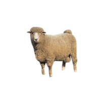 Corriedale sheep | Types of Sheep Breeds with Names