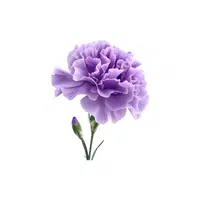 Cosmos