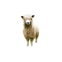 Cotswold sheep