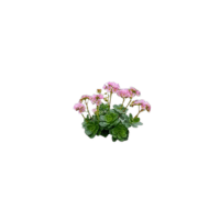 Cotyledon | Parts of Flowers with Names