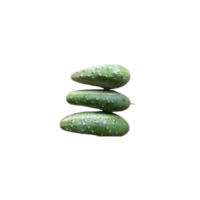 County Fair Cucumber | Types of Cucumbers with Names