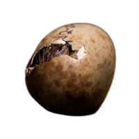Crane egg | Types of Eggs with Names in English