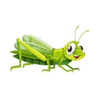 Cricket | Insects with Names