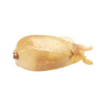 Crop | Parts of Bee
