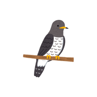 Cuckoo | Flying Birds Names