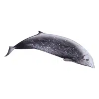 Cuvier Whale | Types of Whales with Names in English