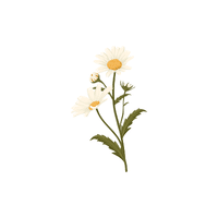 Daisy | Plants and Their Names