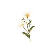 Daisy | Plants and Their Names