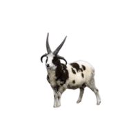 Damara sheep
