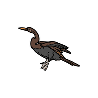 Darter | Water Birds Names