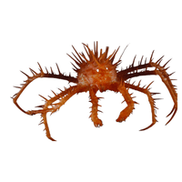 Deep-Sea Crab | Types of Crabs with Names in English