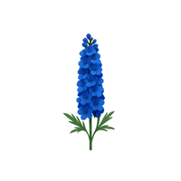 Delphinium