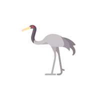 Demoiselle Crane