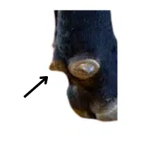 Dewclaw  | Parts of Cow with Names in English 