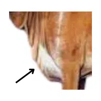 Dewlap 
