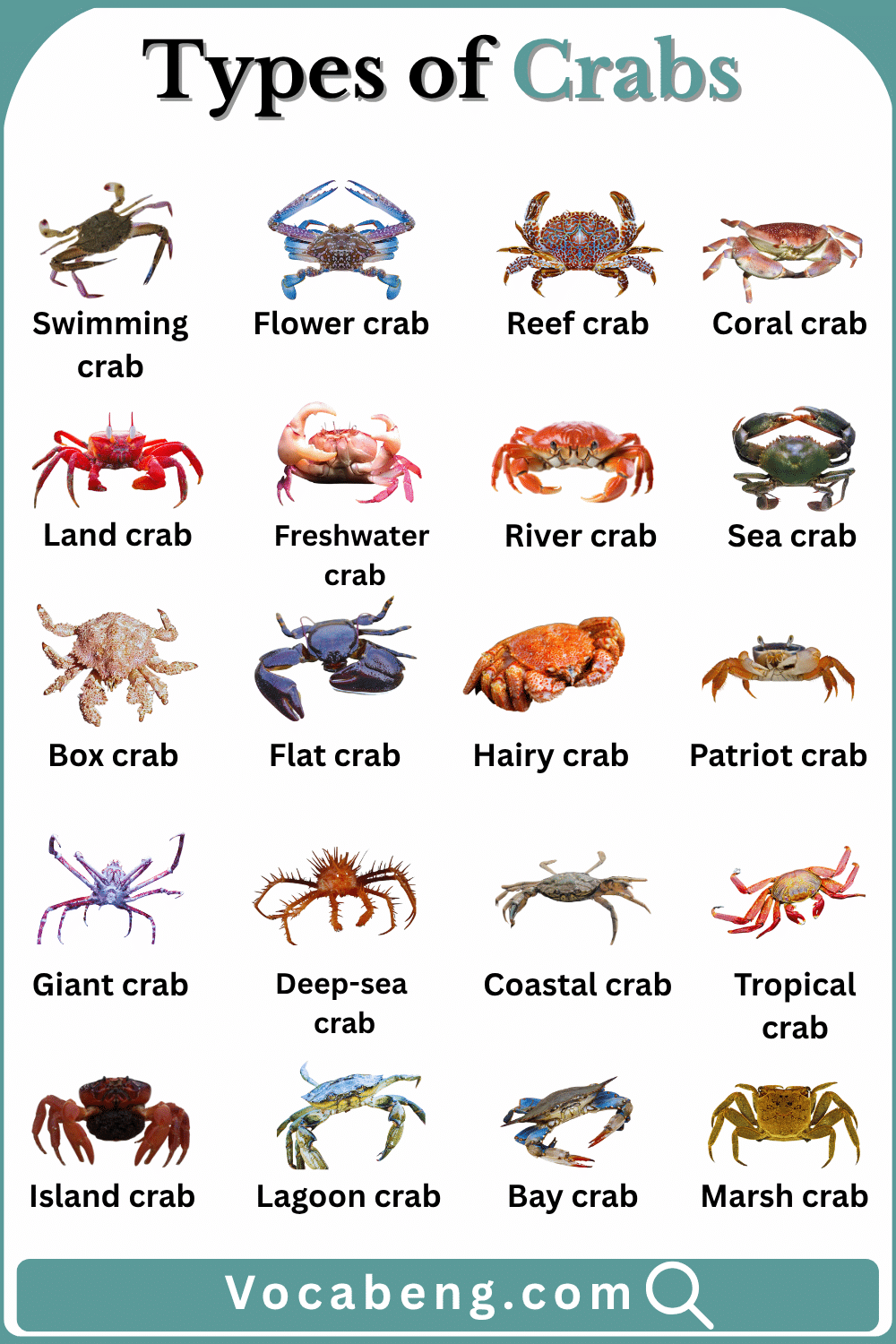 Different Types of Crabs with Names and Pictures