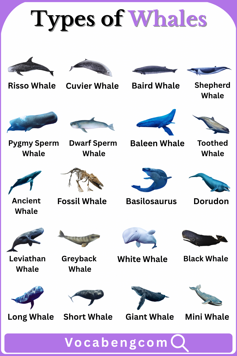 Different Types of Whales Names in English and their Images