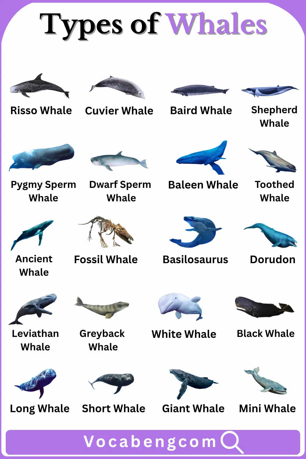 Different Types of Whales Names in English and their Images