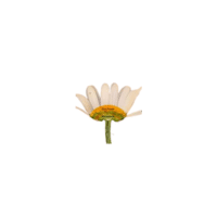 Disk | Parts of Flowers with Names
