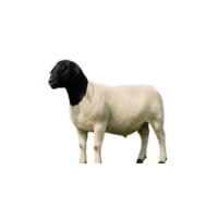 Dorper sheep | Types of Sheep Breeds with Names