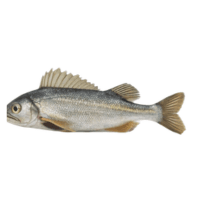 Dorsal fin | Parts of Fish