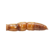 Dorsal vessel | Parts of Bee
