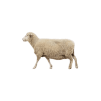 Dorset sheep | Types of Sheep Breeds with Names
