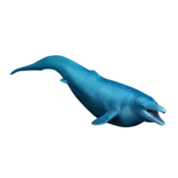 Dorudon | Types of Whales with Names in English