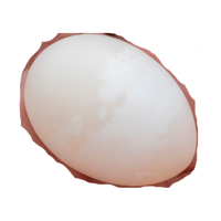 Dove egg | Types of Eggs with Names in English