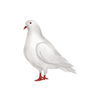 Dove | Flying Birds Names