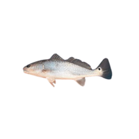 Drumfish | Types of Fish with Names in English