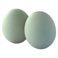 Duck egg | Types of Eggs with Names in English