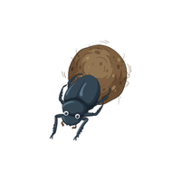 Dung Beetle