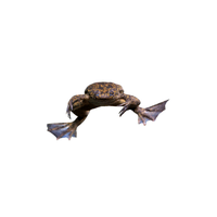 Dwarf Clawed Frog | Types of Frogs with Names