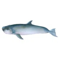 Dwarf Sperm Whale | Types of Whales with Names in English