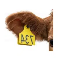 Ear  | Parts of Cow with Names in English 