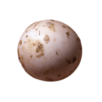 Echidna egg